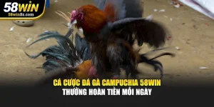 Cá Cược Đá Gà Campuchia 58WIN – Thưởng Hoàn Tiền Mỗi Ngày