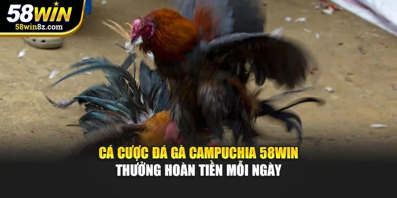Cá Cược Đá Gà Campuchia 58WIN – Thưởng Hoàn Tiền Mỗi Ngày
