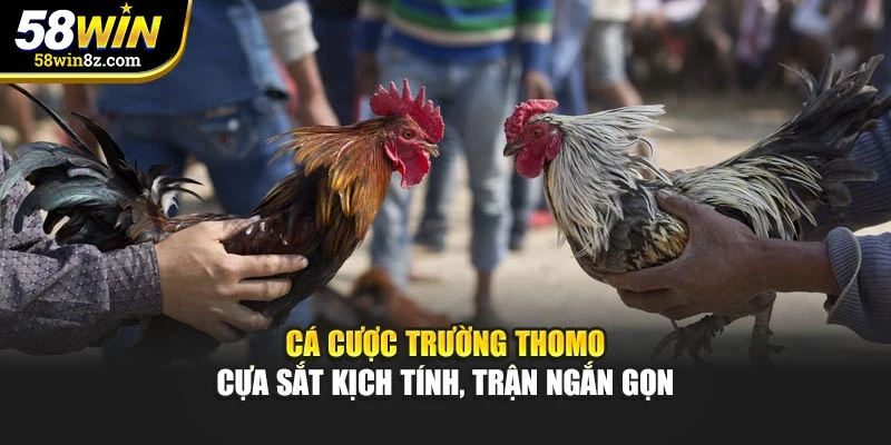 Cá cược trường Thomo – Cựa sắt kịch tính, trận ngắn gọn