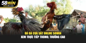 Đá Gà Cựa Sắt Online 58WIN – Xem Trực Tiếp Thomo, Thưởng Cao