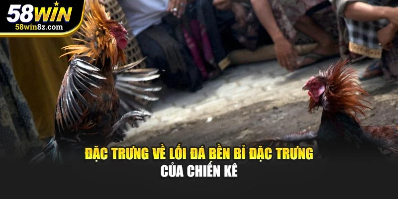 Đặc trưng về lối đá bền bỉ đặc trưng của chiến kê