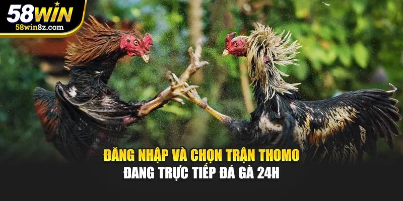 Đăng nhập và chọn trận Thomo đang trực tiếp đá gà 24h