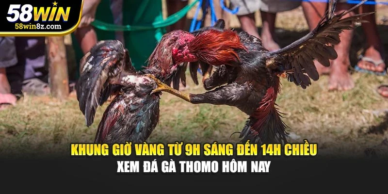 Khung giờ vàng từ 9h sáng đến 14h chiều xem đá gà Thomo hôm nay