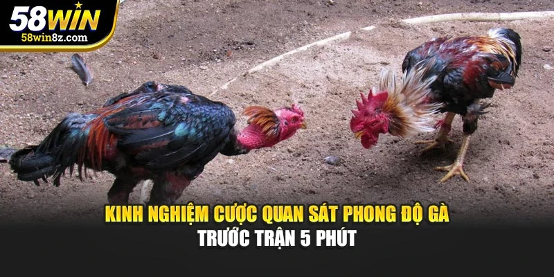Kinh nghiệm cược quan sát phong độ gà trước trận 5 phút