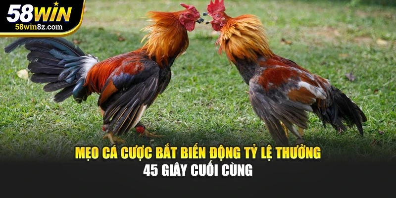 Mẹo cá cược bắt biến động tỷ lệ thưởng 45 giây cuối cùng
