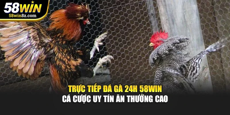 Trực Tiếp Đá Gà 24h 58WIN – Cá Cược Uy Tín Ăn Thưởng Cao