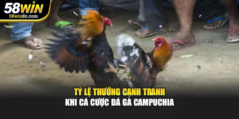 Tỷ lệ thưởng cạnh tranh khi cá cược đá gà Campuchia
